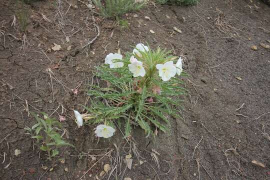 Image of Colorado Springs evening primrose