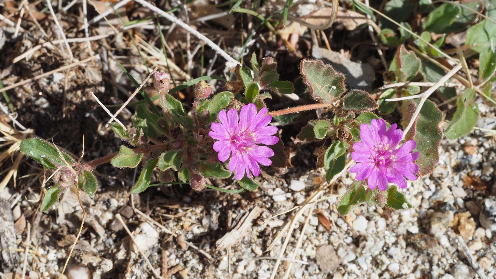 Imagem de Allionia incarnata var. villosa (Standl.) Munz