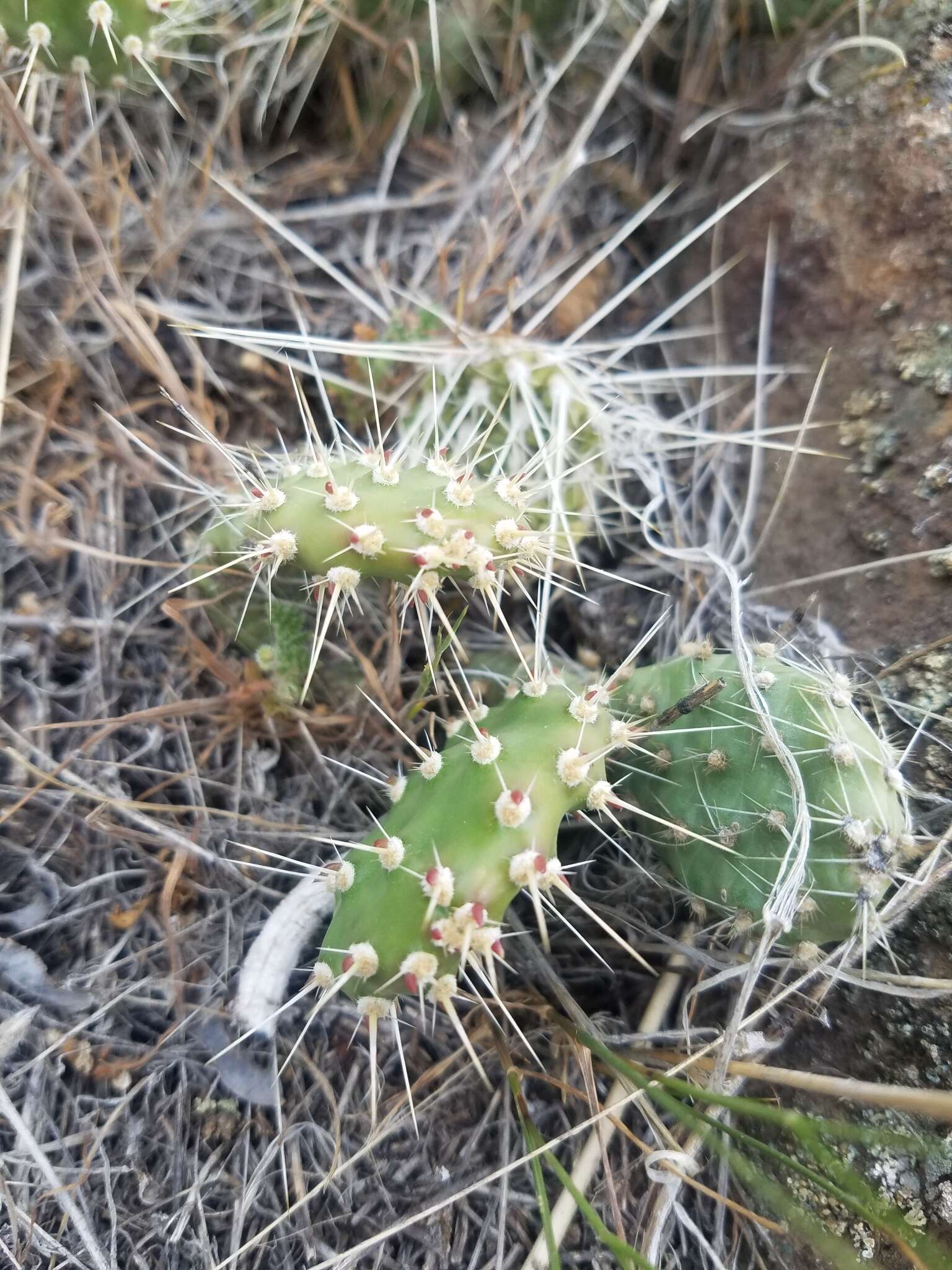 Opuntia columbiana Griffiths resmi