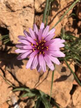 Image of Pseudopodospermum undulatum subsp. deliciosum (Guss.) Bartolucci, Galasso & F. Conti