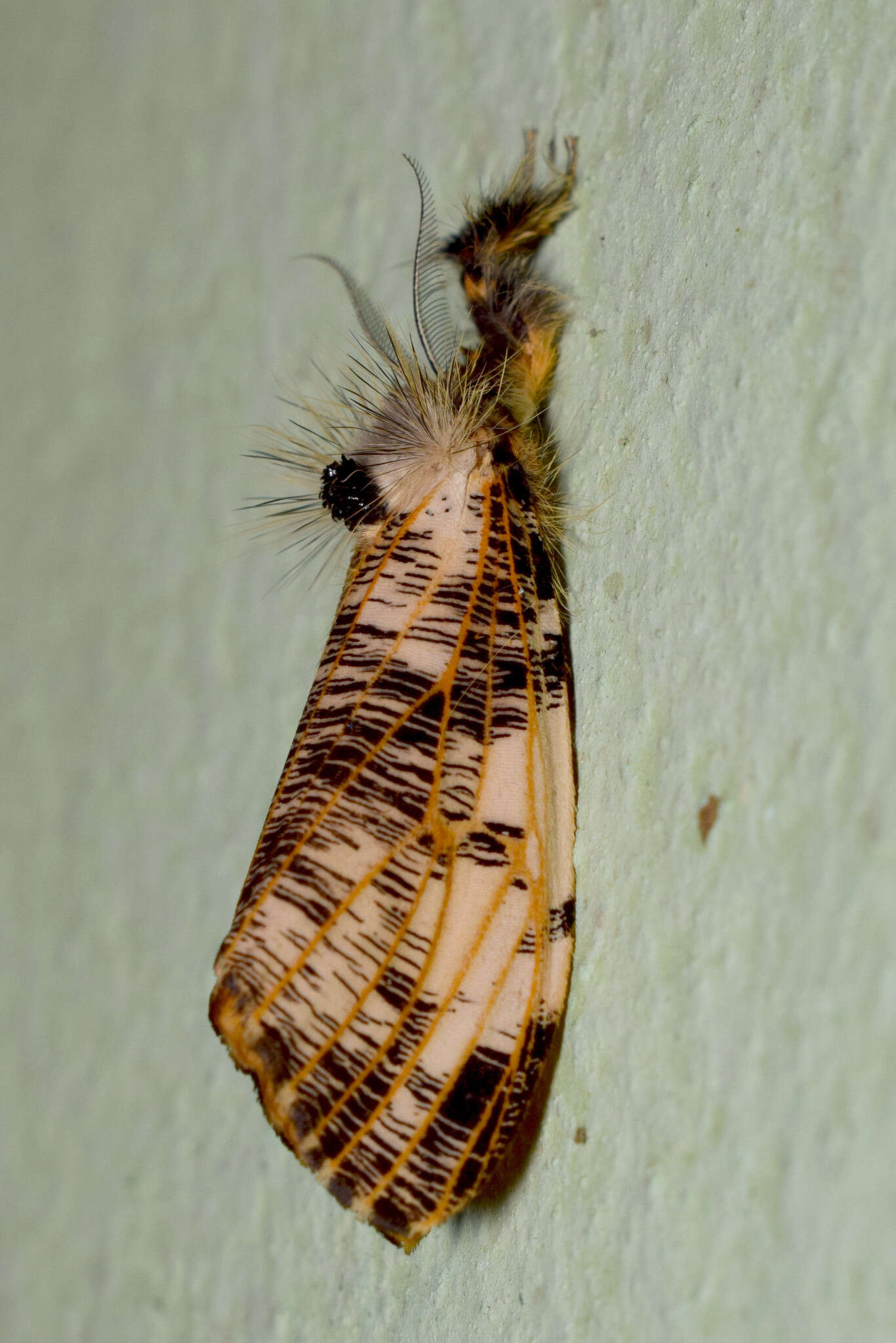 Image of Locharna strigipennis Moore 1879