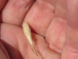 Image of Sand Cat's-tail