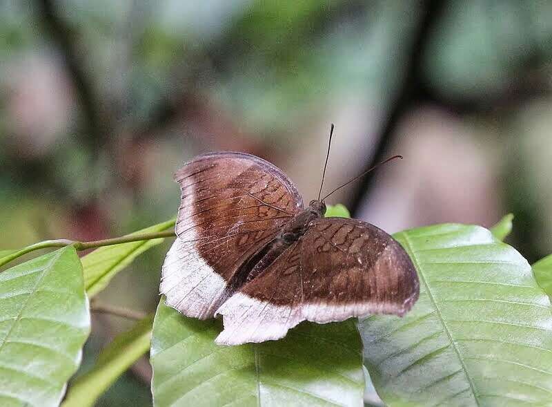 Image of Tanaecia lepidea Butler 1868