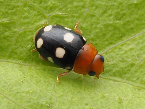 Image of Hyperaspidius venustulus (Mulsant 1850)