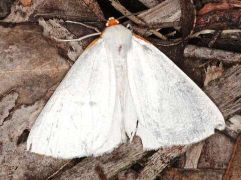 Image of Thalaina selenaea Doubleday 1845