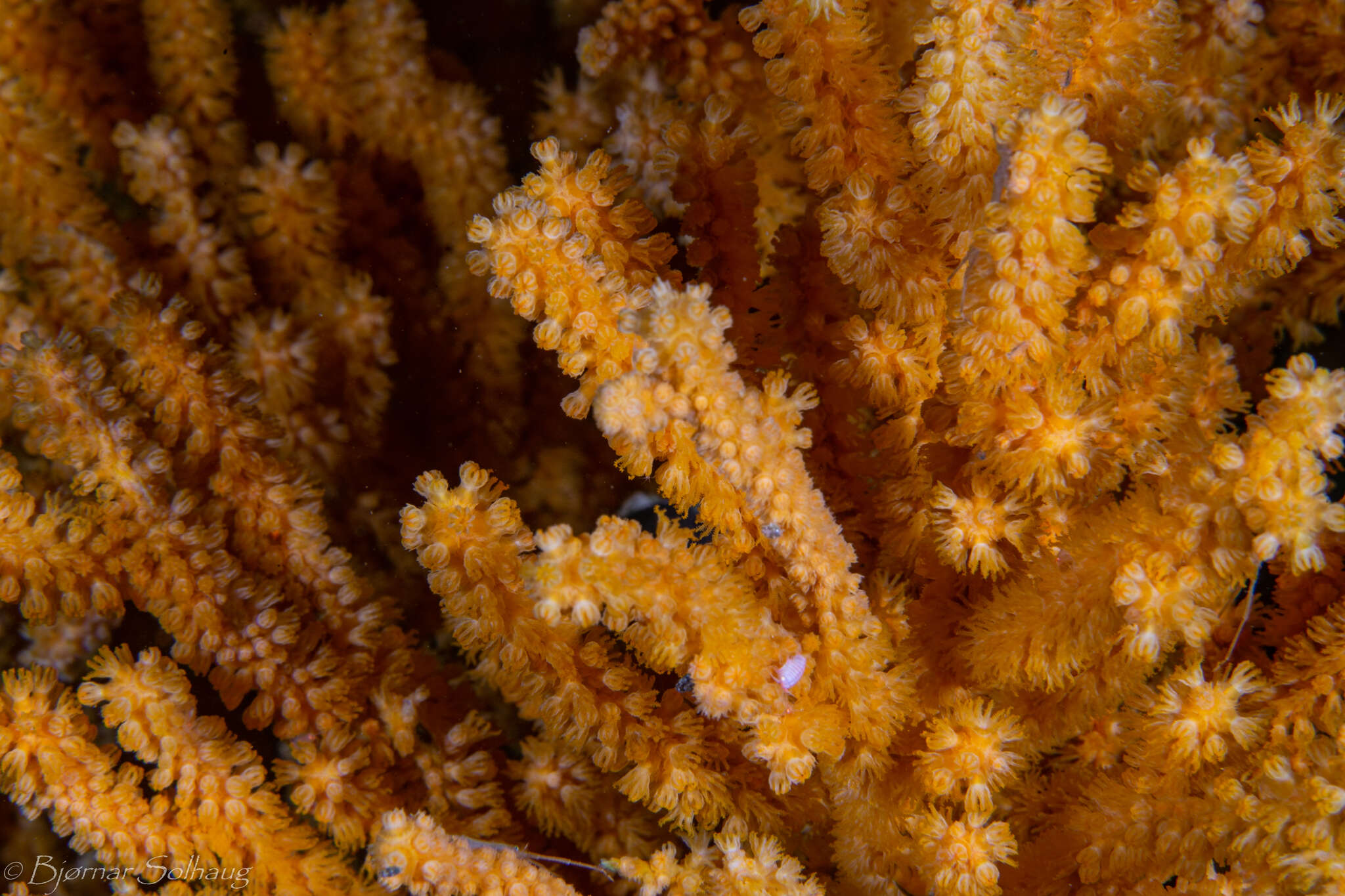 Image of flattened sea fan coral