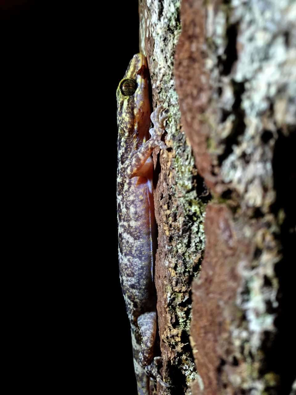 Image of Marbled Bow-fingered Gecko