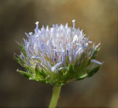 Image de Jasione crispa subsp. sessiliflora (Boiss. & Reut.) Tutin