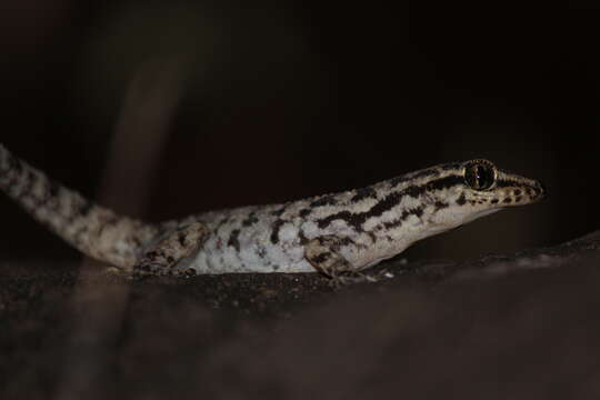 Image of Darwin's Leaf-toed Gecko