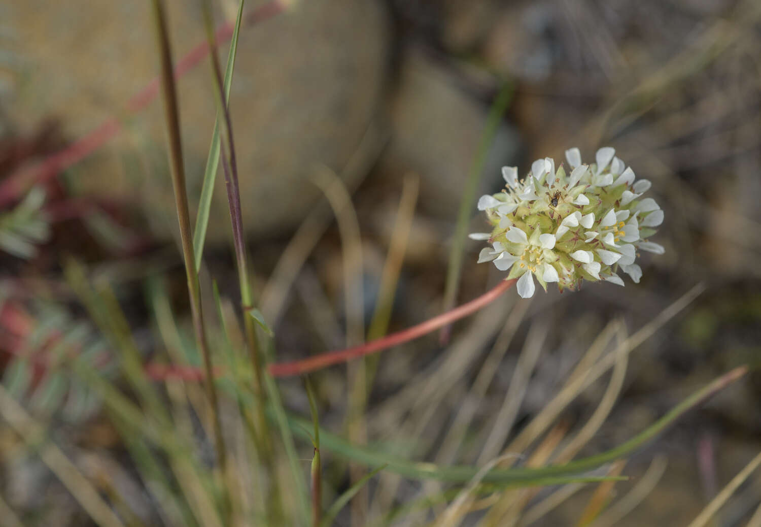 Image de Horkelia congesta subsp. nemorosa Keck