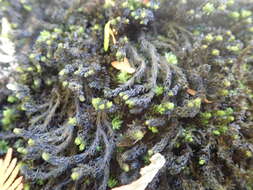 Image of blackmat splashzone moss