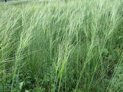 Imagem de Stipa capillata L.