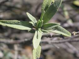 Salvia officinalis subsp. lavandulifolia (Vahl) Gams的圖片