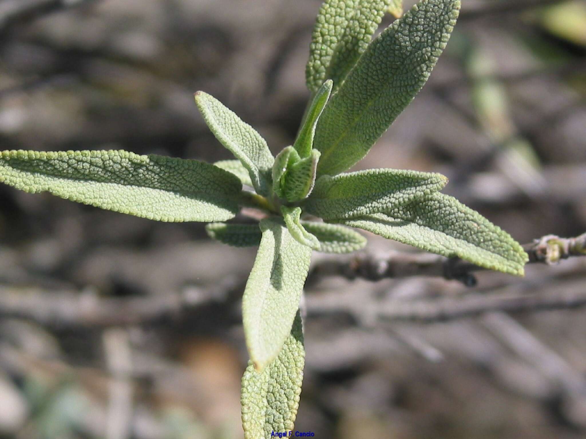 Imagem de Salvia officinalis subsp. lavandulifolia (Vahl) Gams