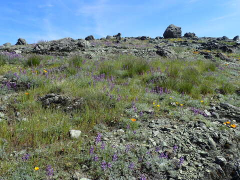 صورة Astragalus breweri A. Gray