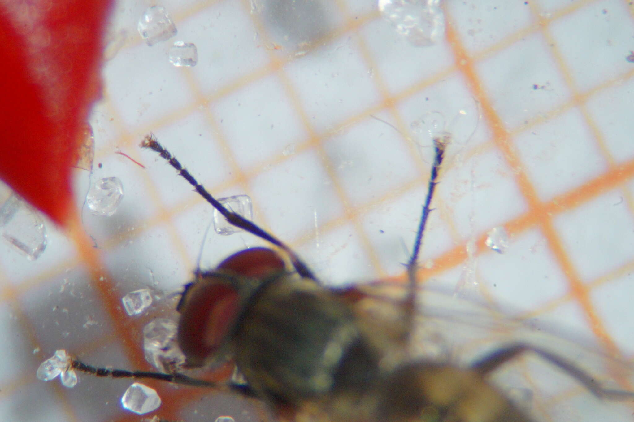 Image of Little House Fly