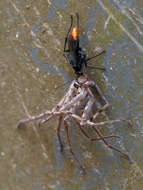 Image of Spider wasp