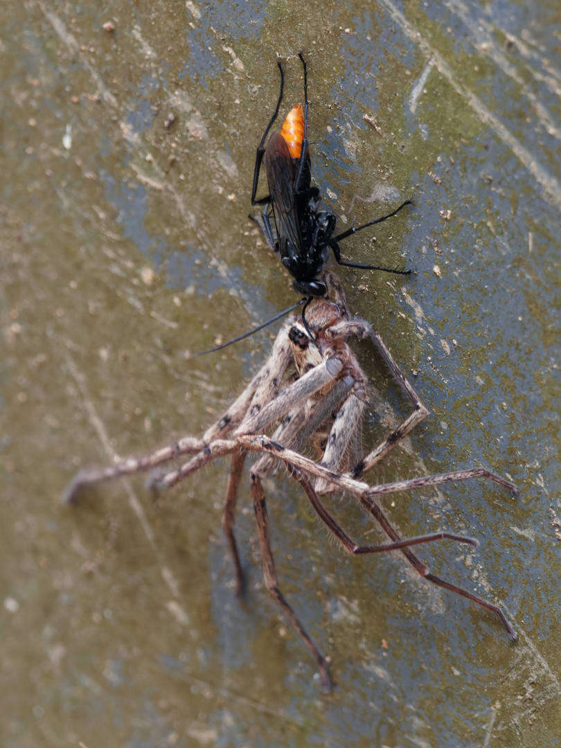 Image of Spider wasp