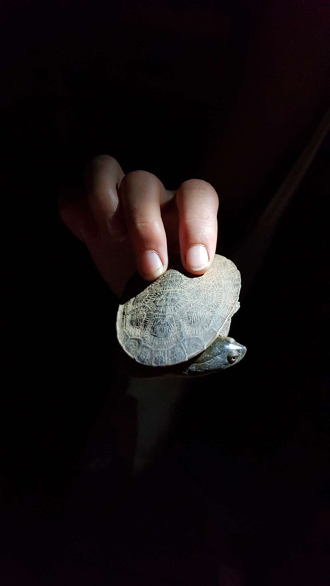 Image of Kimberley snake-necked turtle