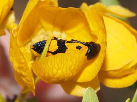 Image of Castiarina atricollis (Saunders 1869)