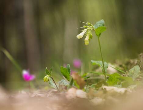 Plancia ëd Symphytum gussonei F. Schultz