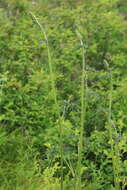 Imagem de Aconitum barbatum Pers.