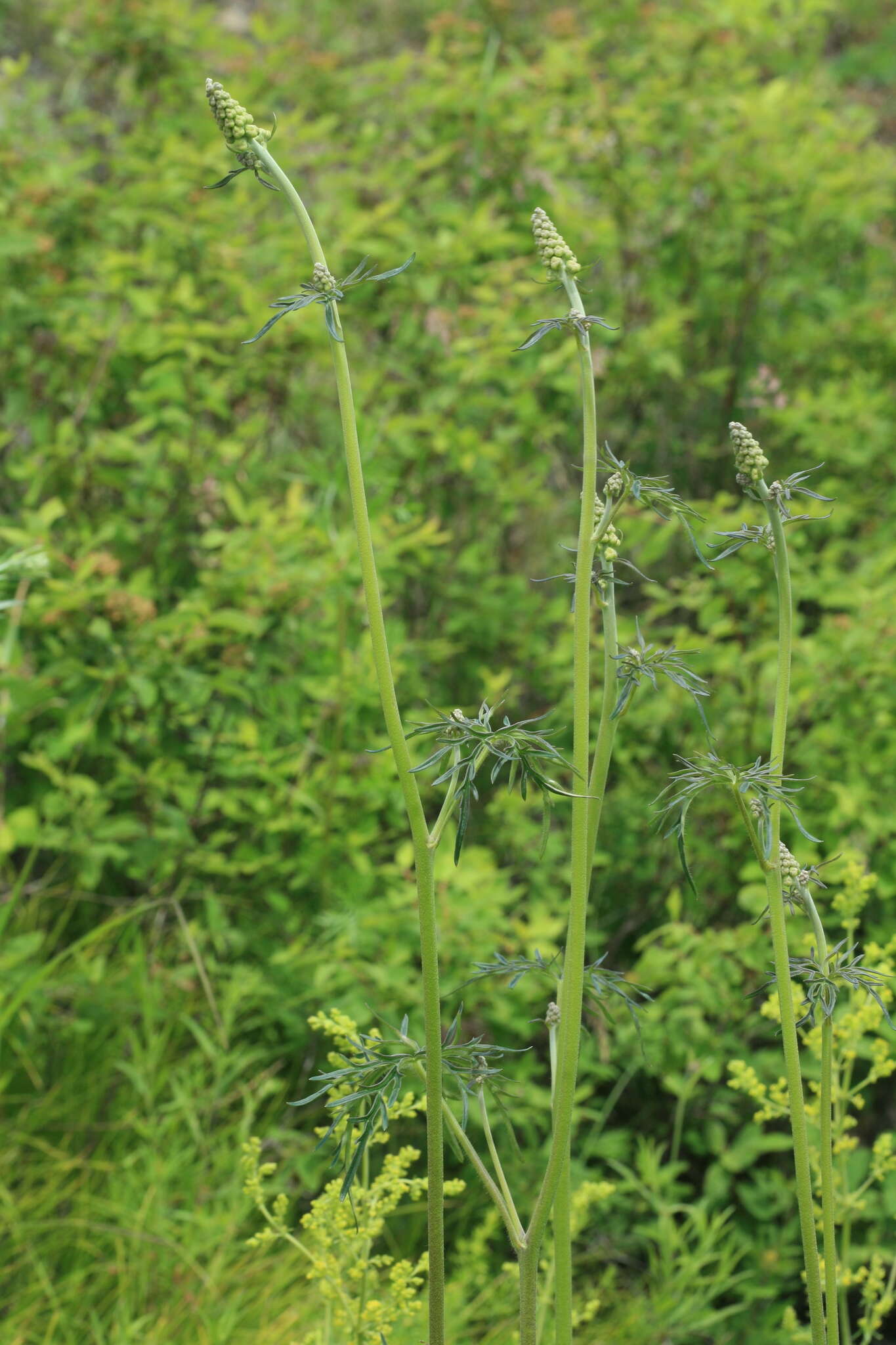 Слика од Aconitum barbatum Pers.