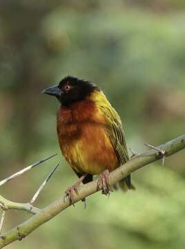 Image of Golden-backed Weaver