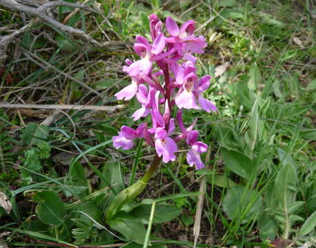 صورة Orchis laeta Steinh.