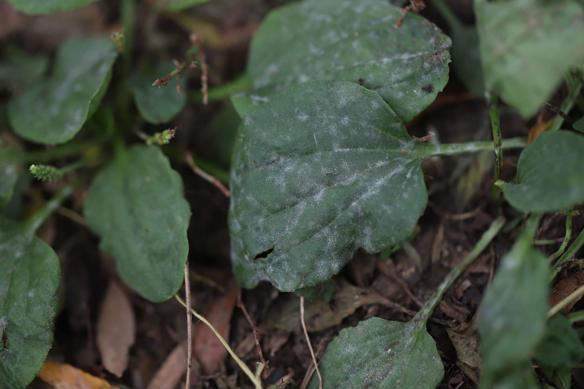 صورة Golovinomyces sordidus (L. Junell) V. P. Heluta 1988