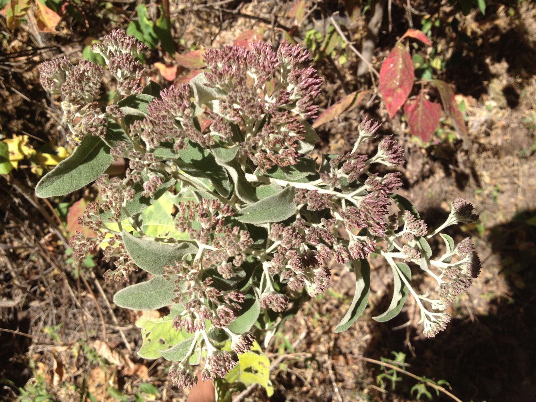 Eremosis tomentosa (La Llave & Lex.) Gleason resmi