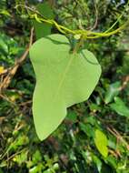 Image of Aristolochia shimadae Hayata