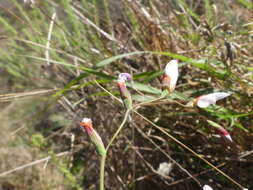 Image of Geissorhiza juncea (Link) A. Dietr.