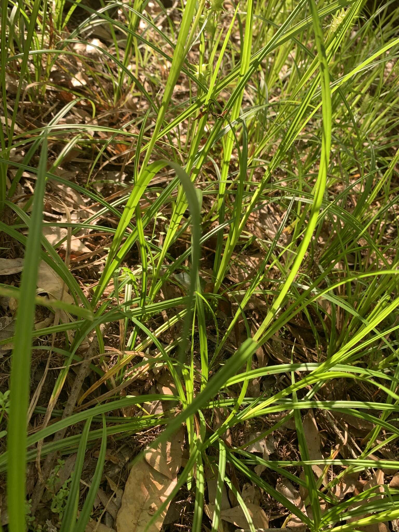 Image de Carex gigantea Rudge