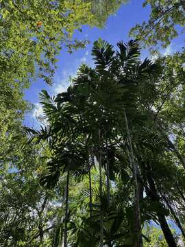 Image of Wendland's Palm