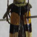 Image of Anthoboscus tricolor (Chevrolat 1835)
