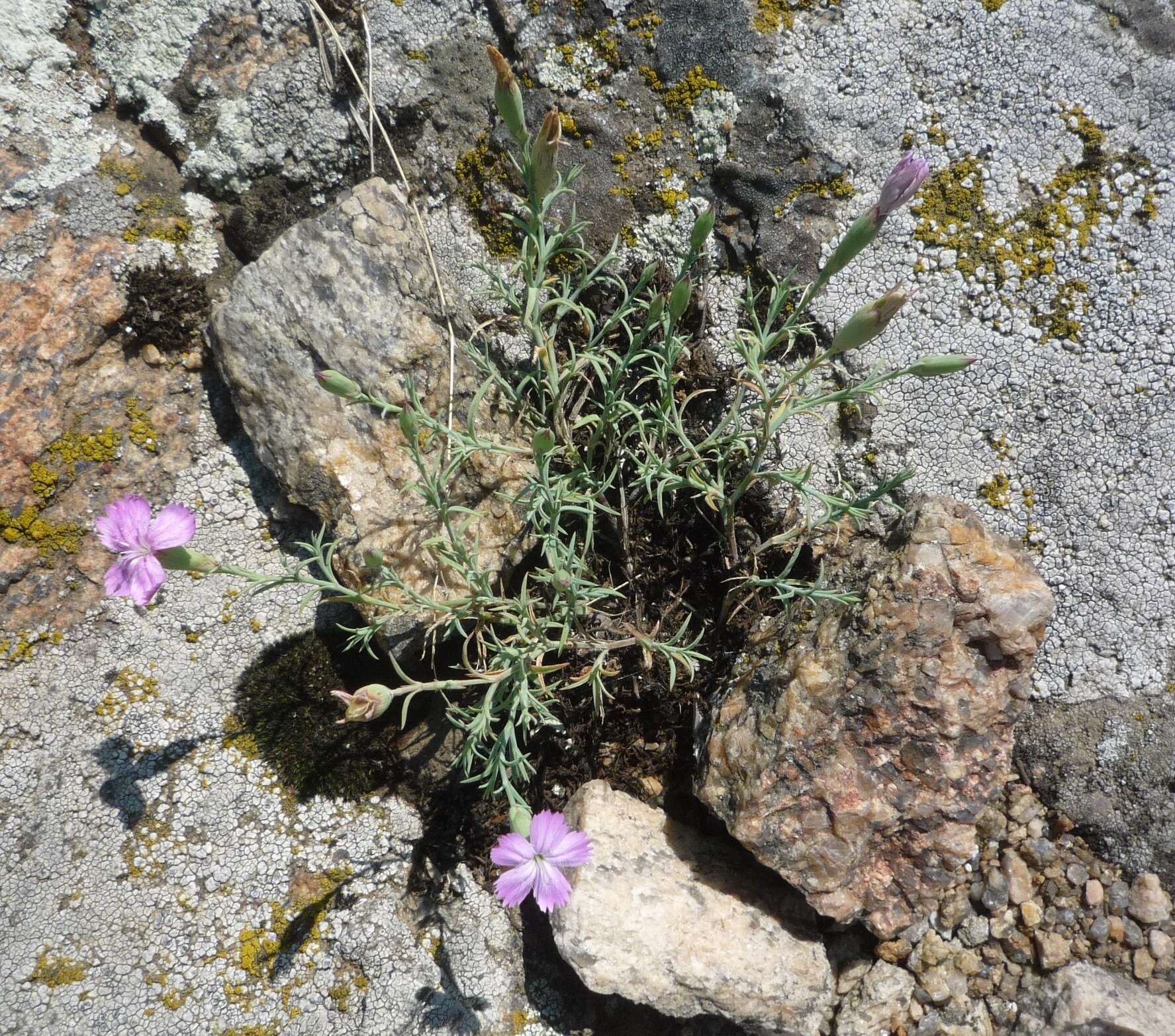 Dianthus hypanicus Andrz.的圖片