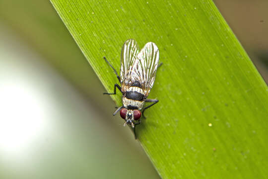 Plancia ëd Anthomyia medialis Colless 1982