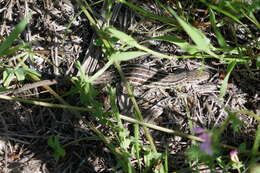 Image of Psammodromus occidentalis Fitze, Gonzalez-jimena, San-jose, San Mauro & Zardoya 2012