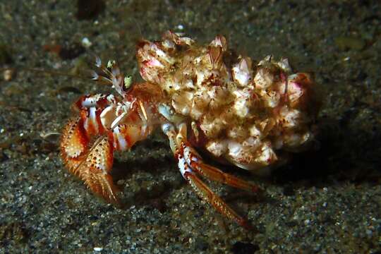 Image of armed hermit crab