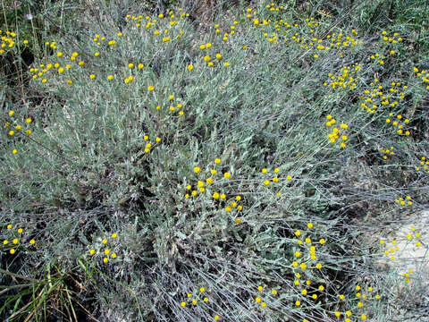 Image of Tanacetum sinaicum (Fresen.) Del. ex K. Bremer & C. J. Humphries