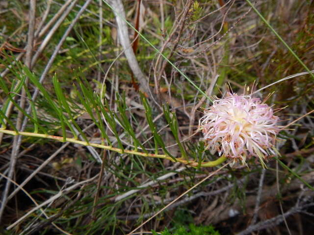 Image of Serruria pinnata R. Br.