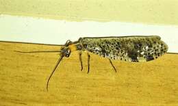 Image of Archichauliodes (Riekochauliodes) guttiferus (Walker 1853)