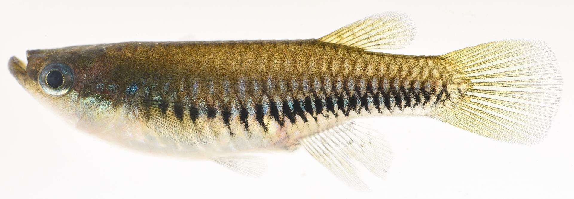 Image of Blackstripe lampeye