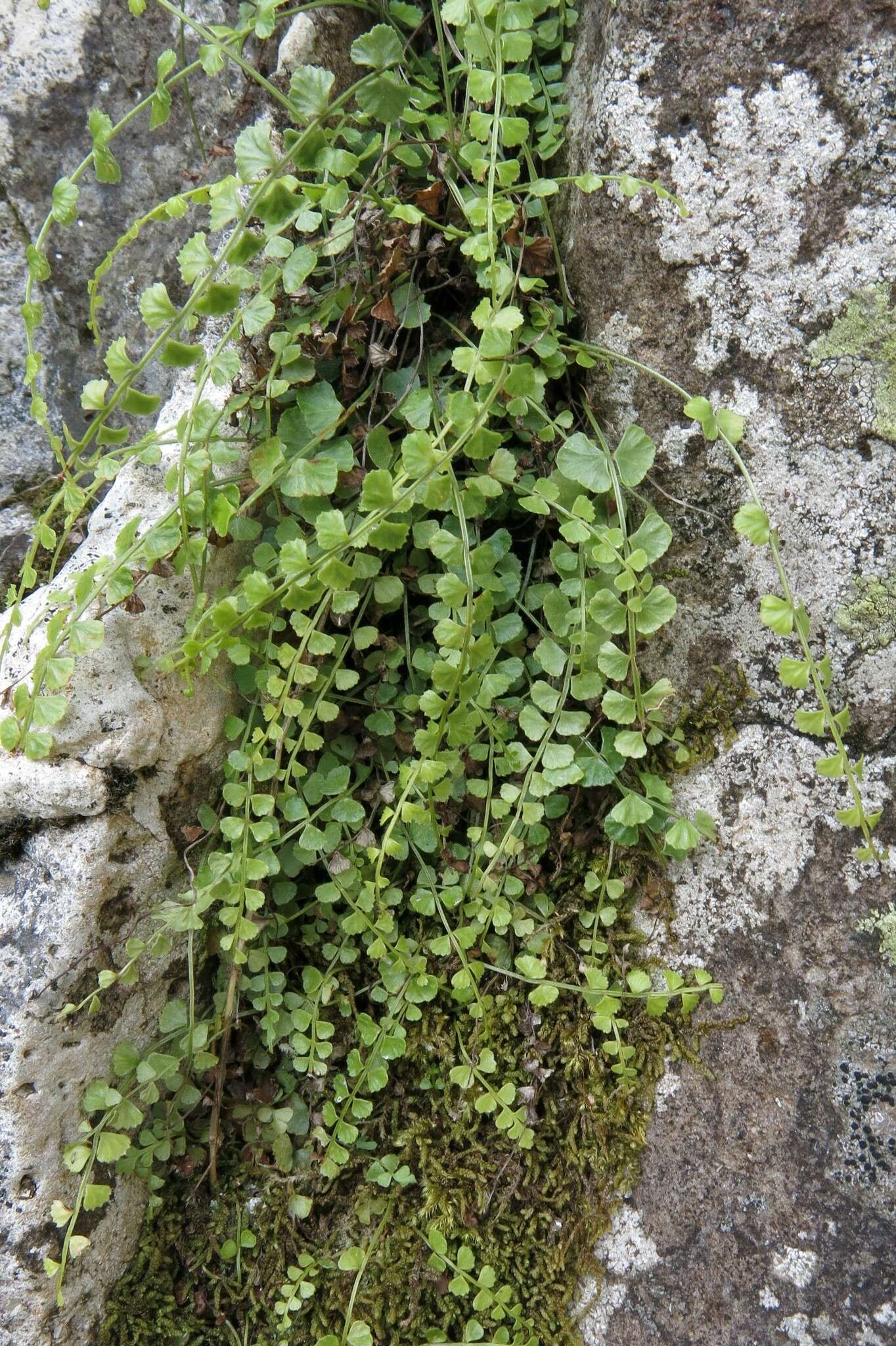 Image of Asplenium flabellifolium Cav.