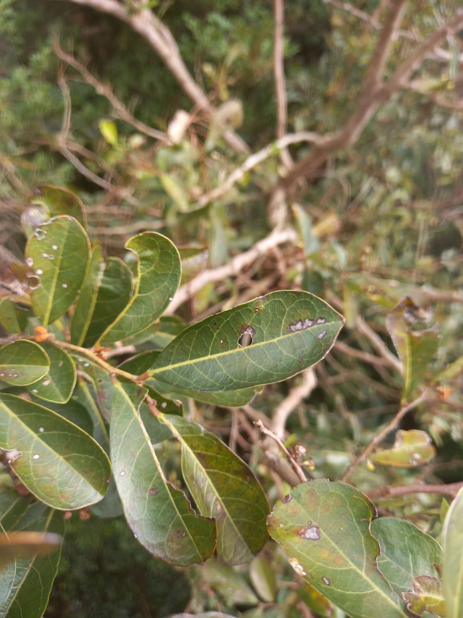 Phyllanthus sieboldianus T. Kuros.的圖片