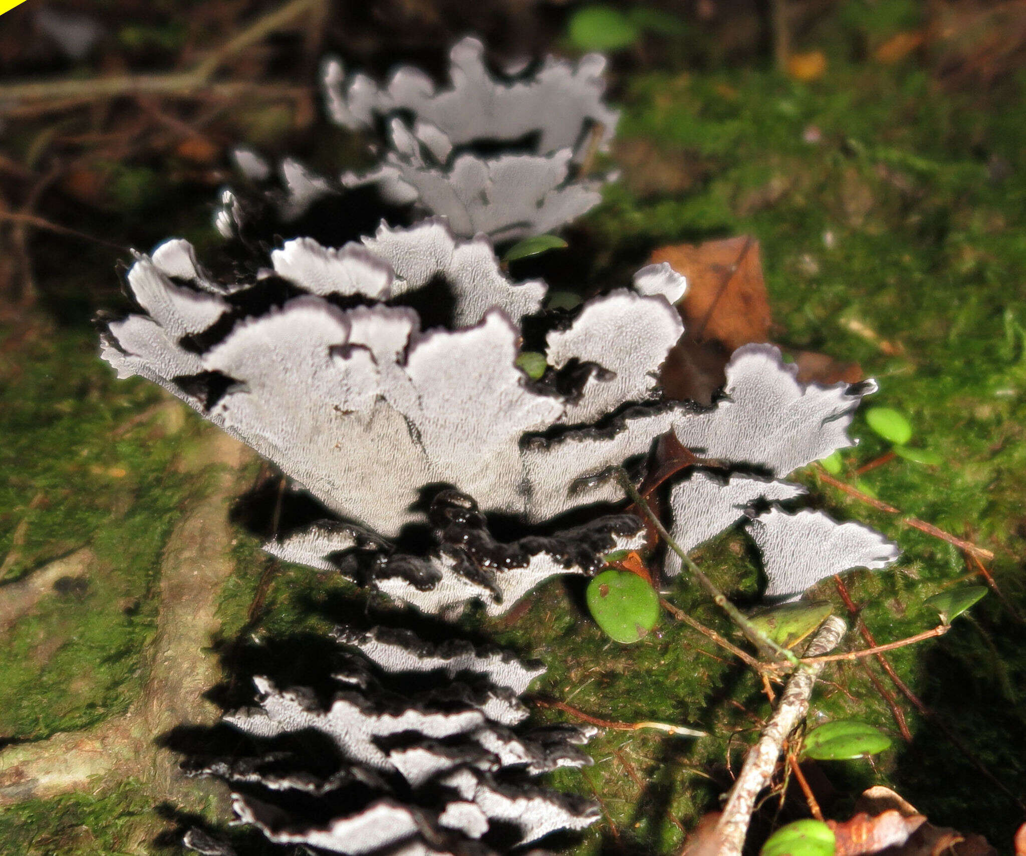 Image of Phellodon sinclairii (Berk.) G. Cunn. 1958