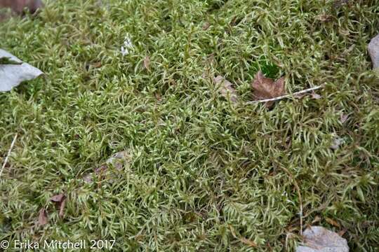 Image of big red stem moss