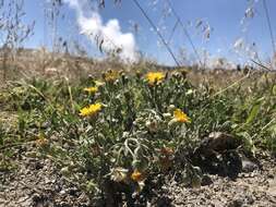 Image of hairy false goldenaster