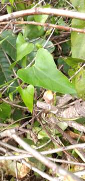 Image of Aristolochia triangularis Cham.